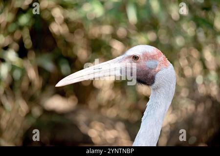 Il Brolga è di colore grigio pallido con un evidente cerotto rosso-arancione sulla testa con un dewlap nero (pezzetto di pelle) appeso sotto il mento. Foto Stock
