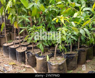 Giovani alberi di mango che crescono in un vaso pronto per essere trapiantato nei campi Foto Stock