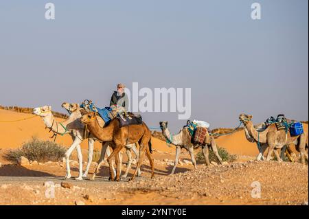 Douz, Governatorato di Kebili, Tunisia - 8 novembre 2024: Carovana beduina nel Sahara. Foto Stock