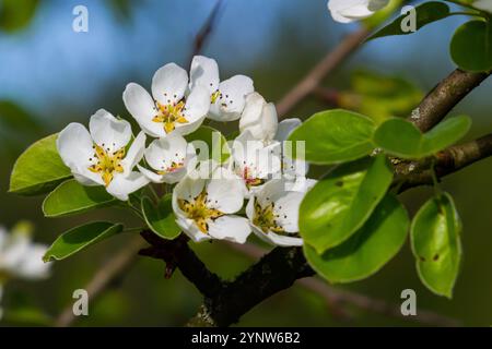 Pera albero fiori da vicino. fiori bianchi e gemme dell'albero da frutto. La luce del sole cade sui fiori di pera. All'alba, i fiori degli alberi sembrano belli Foto Stock