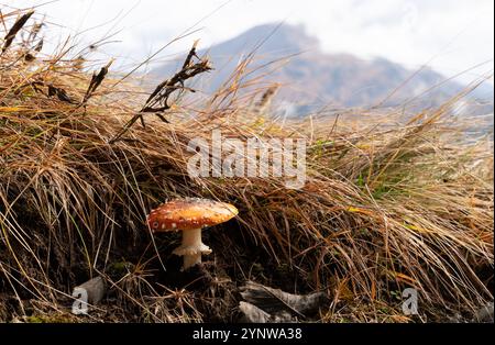 Mosca il fungo agarico (Amanita muscaria) che cresce sotto l'erba prata delle montagne italiane Foto Stock