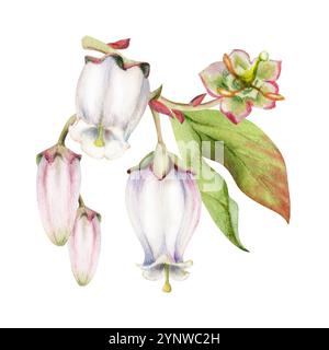 Fiore di campana rosa bianco mirtillo, bocciolo con foglie, disegnato a mano in acquerello, illustrazione botanica di fiori selvatici a infiorescenza. Foro isolato Foto Stock