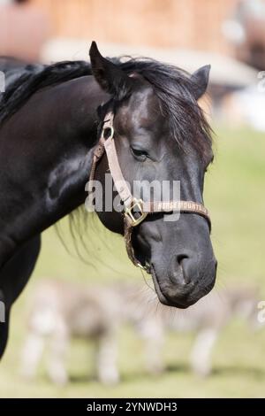 Ritratto del volto nero del cavallo in primo piano, all'aperto Foto Stock