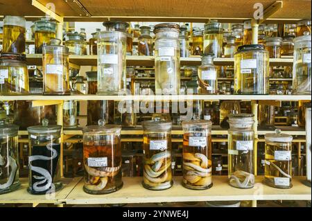 fiasche e provette contenenti campioni di organismi in formaldeide su scaffale di un laboratorio biochimico segreto scientifico Foto Stock