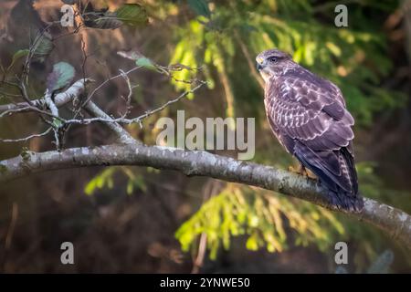 Buzzard comune (Buteo buteo) nella foresta, Perthshire, Scozia Foto Stock