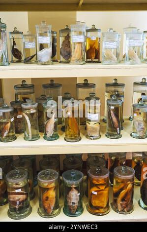 matracci e provette contenenti campioni di organismi viventi in formaldeide sullo scaffale di un laboratorio biochimico segreto scientifico Foto Stock