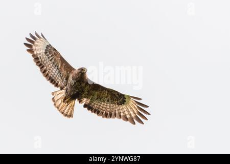 Ronzio comune (Buteo buteo) in volo Foto Stock