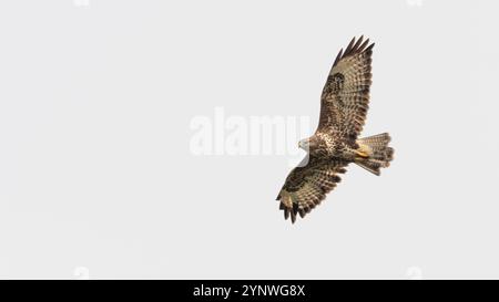 Ronzio comune (Buteo buteo) in volo Foto Stock