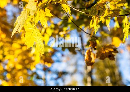 ramoscelli d'acero con foglie gialle illuminate dal sole nel parco cittadino nella soleggiata giornata autunnale Foto Stock