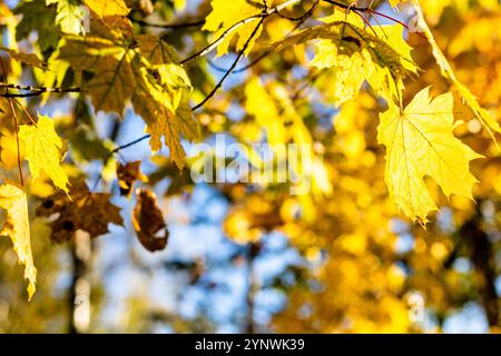 ramoscelli d'albero con foglie d'acero gialle illuminate dal sole nel parco cittadino nella soleggiata giornata autunnale Foto Stock