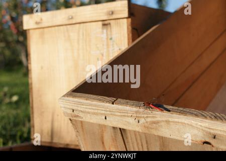 Piccola libellula rossa che poggia su una scatola di legno all'aperto Foto Stock