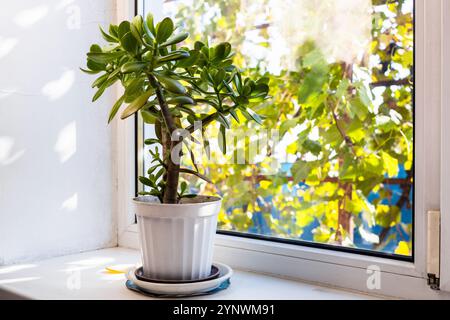 pianta di casa sul davanzale e vista del vigneto illuminato dal sole sul retro della casa del villaggio in un giorno di sole d'autunno Foto Stock