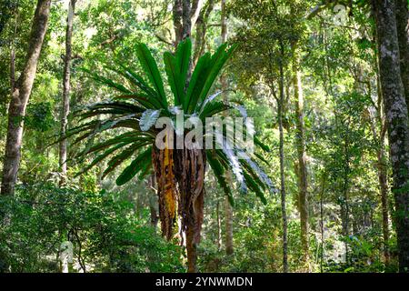 Nido di uccelli felce, Asplenium nidus, pianta della foresta pluviale tropicale originaria dell'Australia, Bunya Mountains Queensland Foto Stock