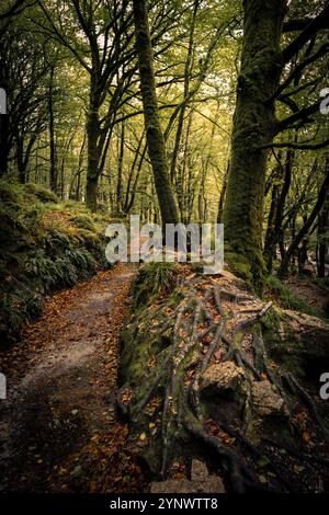 Il Leet Path attraversa l'antico bosco di querce di Draynes Wood sulla Bodmin Moor in Cornovaglia nel Regno Unito. Foto Stock