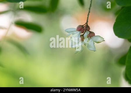 Primo piano sui fiori di Robinia pseudoacacia. L'Acacia fiorisce in primavera. I fiori si diramano con uno sfondo verde. Fioritura abbondante. Fonte di ne Foto Stock