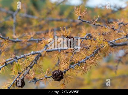 una foto selettiva di un cono di pino su un ramo di larice autunnale arancione dorato con sfondo sfocato Foto Stock