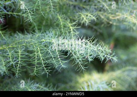 Cryptomeria japonica, comunemente chiamata cedro giapponese o sugi. ramoscelli verdi sottili, messa a fuoco selettiva. Foto Stock