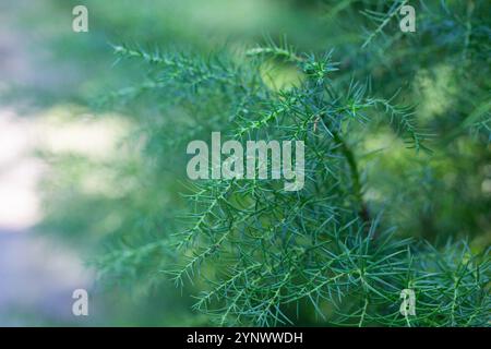 Cryptomeria japonica, comunemente chiamata cedro giapponese o sugi. ramoscelli verdi sottili, messa a fuoco selettiva. Foto Stock