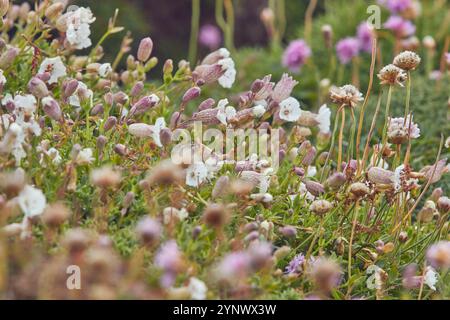 Un gruppo di Campion marino, Silene uniflora, in fiore, sull’isola di Skomer, Pembrokeshire, Galles, Gran Bretagna. Foto Stock