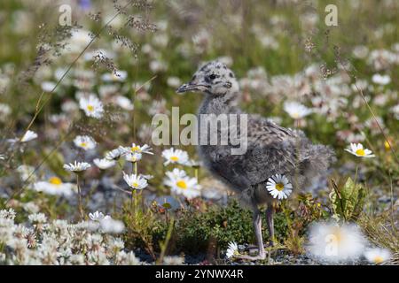 Sturmmöwe, Küken, Sturm-Möwe, Möwe, Sturmmöve Sturm-Möve, Möwen, Larus canus, mew Gull, gabbiano comune, sea mew, pulcino, pollo, novellame, novellame, Foto Stock