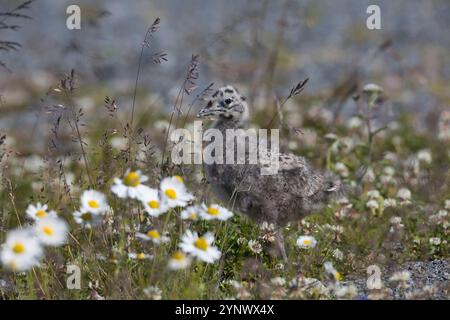 Sturmmöwe, Küken, Sturm-Möwe, Möwe, Sturmmöve Sturm-Möve, Möwen, Larus canus, mew Gull, gabbiano comune, sea mew, pulcino, pollo, novellame, novellame, Foto Stock