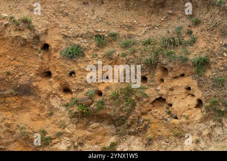 Buchi di nidificazione in una scogliera di sabbia verticale scavata da Sand martins (Riparia riparia) a Weybourne Beach, Norfolk, Regno Unito. Foto Stock