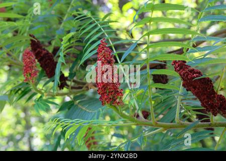 Il Rhus typhina è coltivato come pianta ornamentale. L'albero tropicale sta fiorendo. Sumac. Corno addominale Piccolo albero che cresce in grandi gruppi in natura. Foto Stock