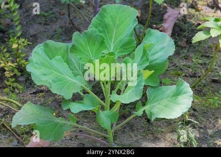 Le piantine di cavolo sono piantate nel giardino del villaggio. Cavolo decorativo in crescita nel giardino della fattoria. Giornata di sole. Foto Stock