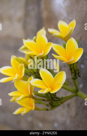 Primo piano di delicato frangipani giallo (Plumeria sp.) Fiori che fioriscono contro un muro di pietra in una pura balinese, Bali, Indonesia. Foto Stock