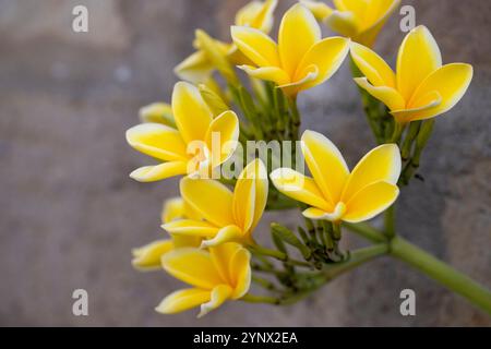 Primo piano di delicato frangipani giallo (Plumeria sp.) Fiori che fioriscono contro un muro di pietra in una pura balinese, Bali, Indonesia. Foto Stock