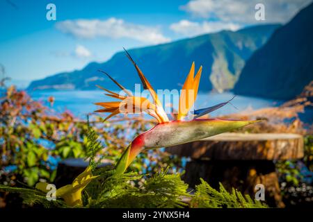 Vista ravvicinata del fiore Bird of Paradise, conosciuto anche come Gru Flower e strelitzia reginae originaria del Sudafrica Foto Stock