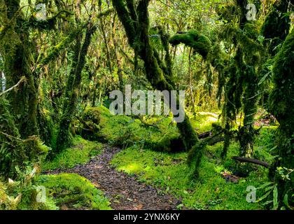 Tranquillo sentiero forestale che si snoda attraverso lussureggianti boschi verdi con antichi alberi ricoperti di muschio. Percorso naturale per escursionisti alla ricerca di un ambiente tranquillo all'aperto Foto Stock