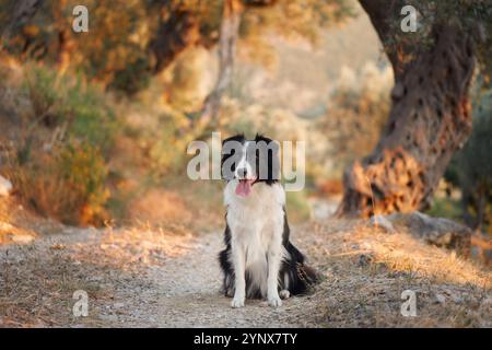 Un Border Collie siede tranquillamente su un sentiero illuminato dal sole circondato da alberi e paesaggi naturali. Foto Stock