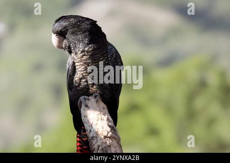 il cockatoo nero dalla coda rossa femminile ha piume nere incise con la coda gialla e rossa Foto Stock