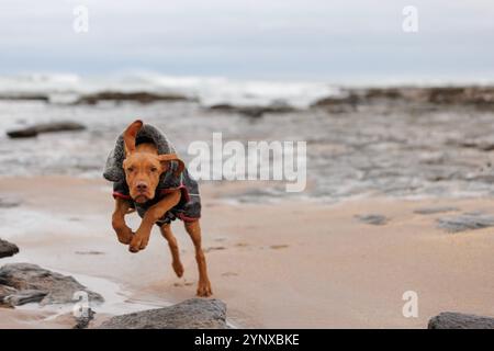 Cucciolo ungherese di vizsla con indosso un cappotto rosso e nero mentre giochi su una spiaggia a northumberland, regno unito Foto Stock