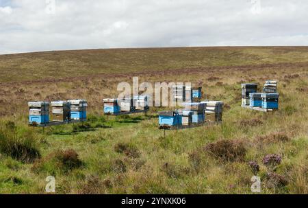 Api mellifere selvatiche alveari sulla brughiera di heather ling di Birch Tor. Vicino a Bennetts Cross, Dartmoor, Inghilterra Foto Stock
