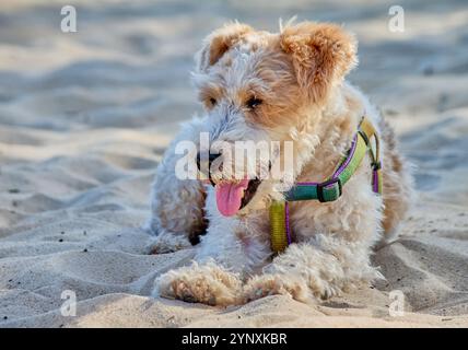 cane fox terrier sulla sabbia di una spiaggia. Il cane ha un cappotto bianco riccio con macchie marroni e indossa un'imbracatura verde, gialla e viola. Foto Stock