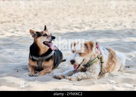Due cani sono sdraiati sulla sabbia. Uno ha pelliccia nera e marrone e indossa un'imbracatura grigia, mentre l'altro è bianco con macchie marroni e ha una a verde Foto Stock