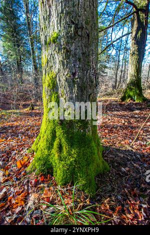 Primo piano di muschio verde che copre un tronco di albero del Wisconsin, verticale Foto Stock