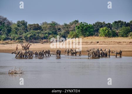 Branco di elefanti africani (Loxodonta africana) che beve al fiume Luangwa con le giraffe di Thornicroft (Giraffa camelopardalis thornicrofti) alle spalle Foto Stock