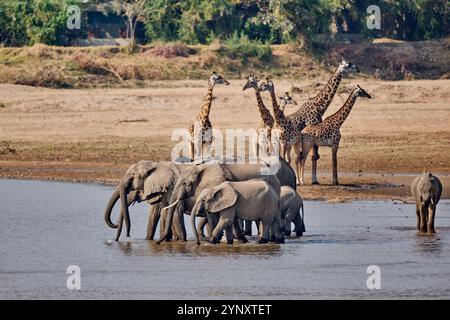 Branco di elefanti africani (Loxodonta africana) che beve al fiume Luangwa con le giraffe di Thornicroft (Giraffa camelopardalis thornicrofti) alle spalle Foto Stock