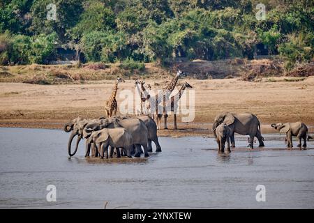 Branco di elefanti africani (Loxodonta africana) che beve al fiume Luangwa con le giraffe di Thornicroft (Giraffa camelopardalis thornicrofti) alle spalle Foto Stock