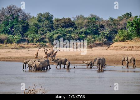 Branco di elefanti africani (Loxodonta africana) che beve al fiume Luangwa con le giraffe di Thornicroft (Giraffa camelopardalis thornicrofti) alle spalle Foto Stock