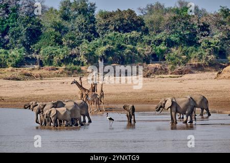 Branco di elefanti africani (Loxodonta africana) che beve al fiume Luangwa con le giraffe di Thornicroft (Giraffa camelopardalis thornicrofti) alle spalle Foto Stock