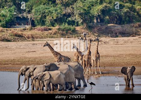 Branco di elefanti africani (Loxodonta africana) che beve al fiume Luangwa con le giraffe di Thornicroft (Giraffa camelopardalis thornicrofti) alle spalle Foto Stock