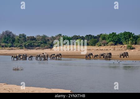 Branco di elefanti africani (Loxodonta africana) che beve al fiume Luangwa, South Luangwa National Park, Mfuwe, Zambia, Africa Foto Stock