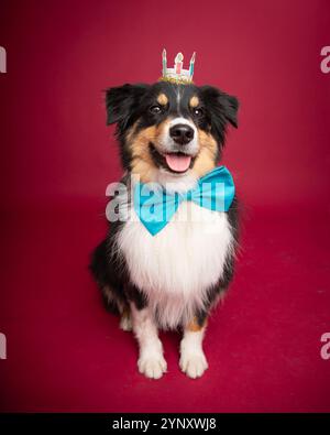 Ritratto di un cane da pastore australiano di colore nero seduto davanti a uno sfondo rosso con un cravatta e una corona Foto Stock