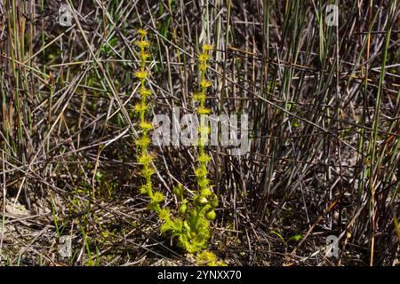 Singola pianta di Drosera platypoda, la rugiada a foglia ventosa con foglie appiccicose, giallo verdastro, sud-ovest dell'Australia occidentale Foto Stock