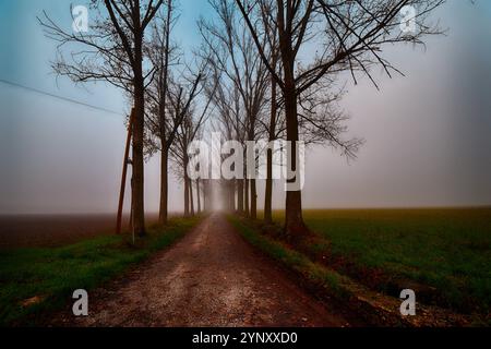 Strada alberata nella nebbia, San Giuliano nuovo, Alessandria, Piemonte, Italia Foto Stock