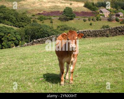 Una femmina di vitello marrone e bianco in piedi da sola in un campo a Holmfirth, West Yorkshire. Una scena country con un vitello ben concentrato che guarda la telecamera. Foto Stock